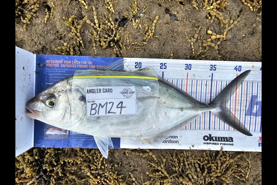 Troy Rae-Royle caught this 38.0cm Trevally at Auckland during The Hirepool Baitmates Fishing Comp