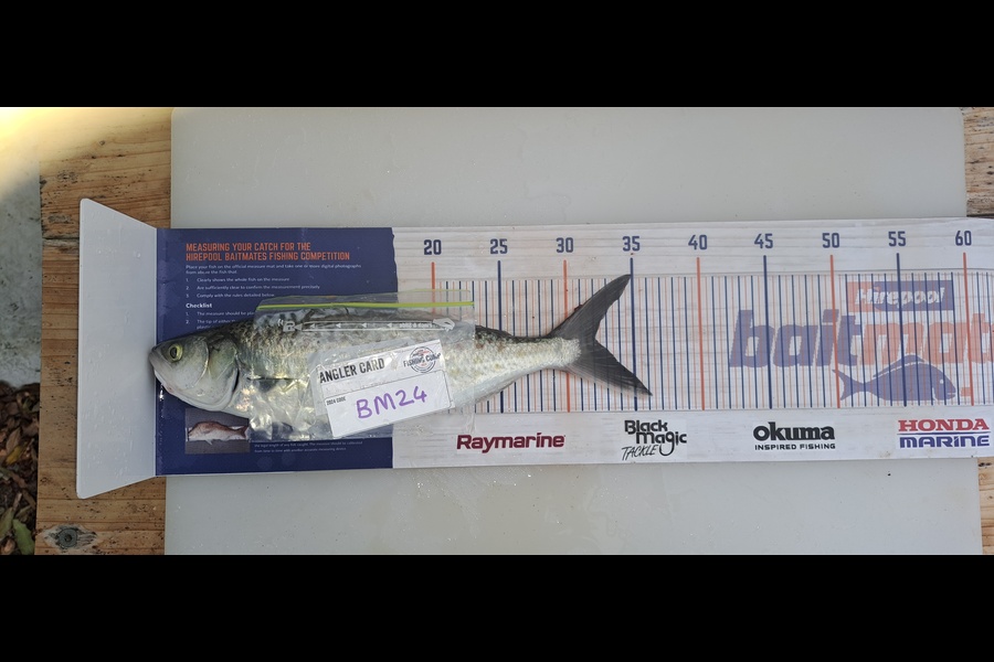 Dylan Ray caught this 32.0cm Kahawai at Nelson/Marlborough during The Hirepool Baitmates Fishing Comp