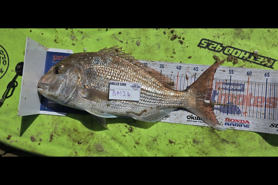 Peter Dunn caught this 50.0cm Snapper at Northland during The Hirepool Baitmates Fishing Comp