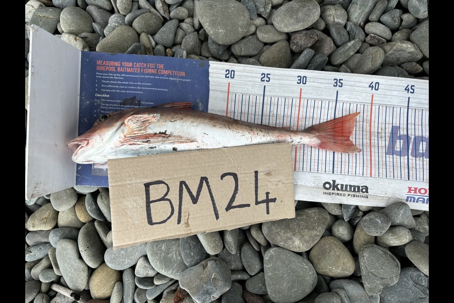 Dion Edmonds caught this 37.0cm Gurnard at Hawkes Bay during The Hirepool Baitmates Fishing Comp