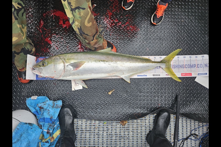 Dylan Harding caught this 108.5cm Kingfish at Wellington during The Hirepool Baitmates Fishing Comp