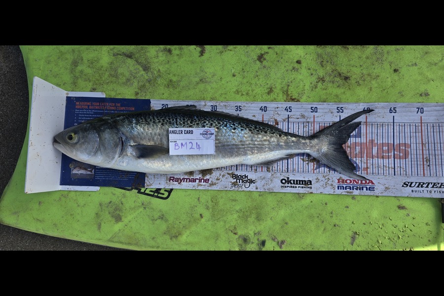 Rochelle Dunn caught this 55.0cm Kahawai at Northland during The Hirepool Baitmates Fishing Comp