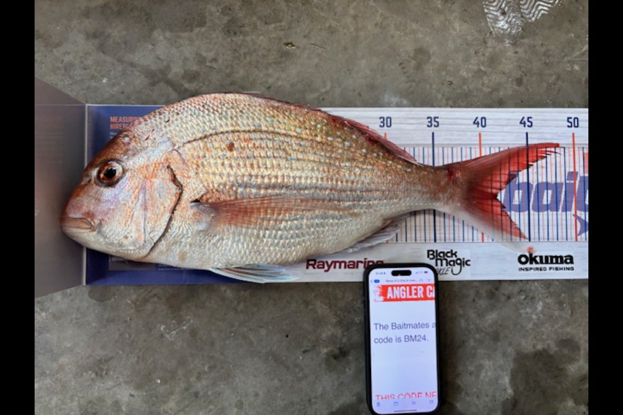 Steve Watt caught this 41.5cm Snapper at Wellington during The Hirepool Baitmates Fishing Comp