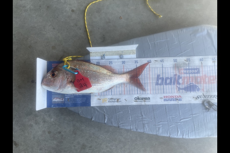 Graeme Duncan caught this 35.5cm Snapper at Bay of Plenty during The Hirepool Baitmates Fishing Comp