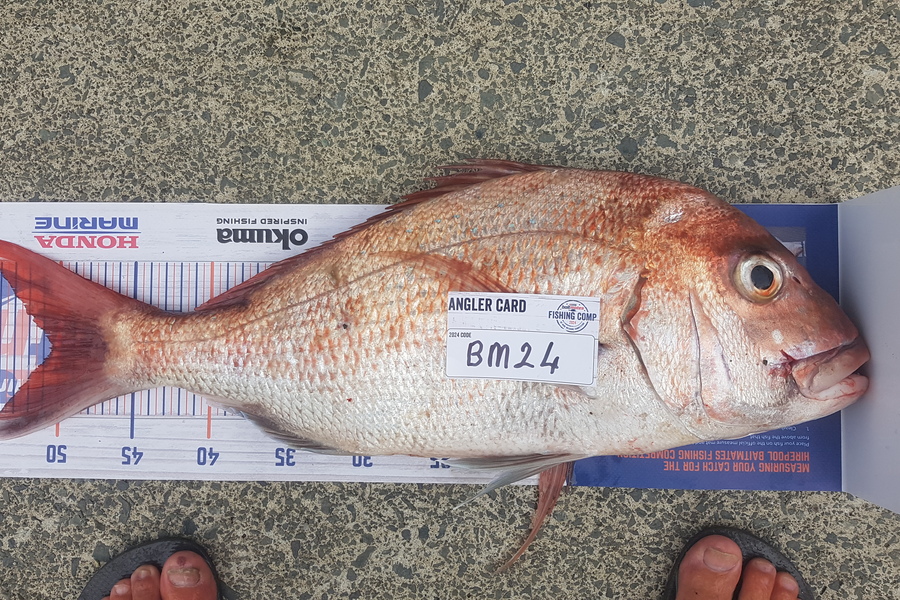 Glenn Lucas caught this 50.5cm Snapper at Auckland during The Hirepool Baitmates Fishing Comp