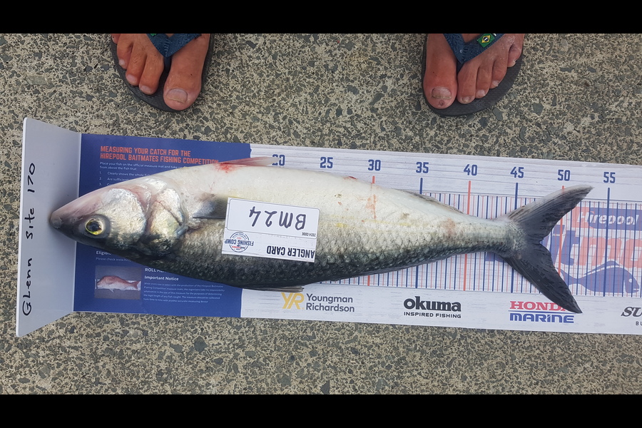 Glenn Lucas caught this 47.5cm Kahawai at Auckland during The Hirepool Baitmates Fishing Comp