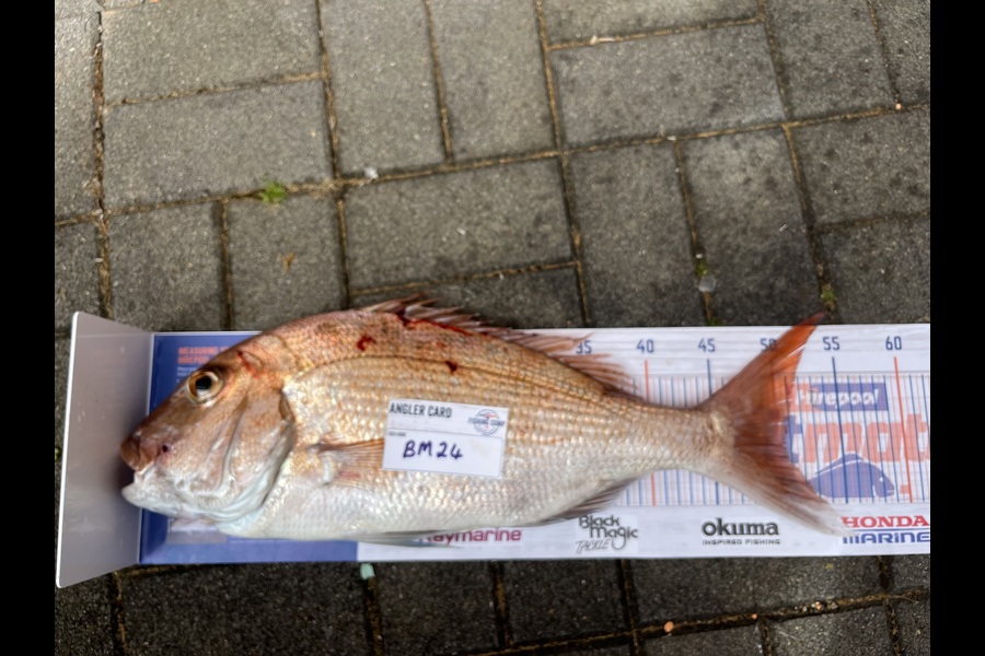 Carol Owens caught this 50.5cm Snapper at Auckland during The Hirepool Baitmates Fishing Comp