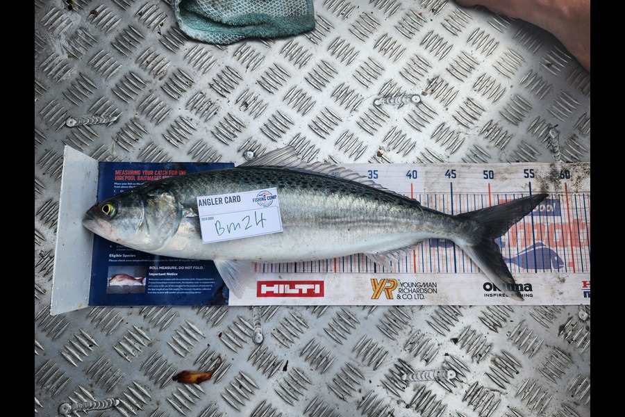 Kieran  Rawlinson caught this 50.0cm Kahawai at Wellington during The Hirepool Baitmates Fishing Comp