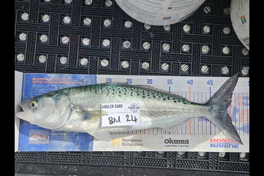 David Kovacs caught this 49.0cm Kahawai at Wellington during The Hirepool Baitmates Fishing Comp