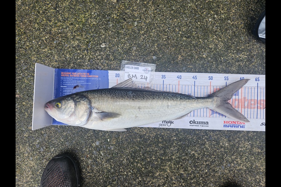 David Kovacs caught this 55.5cm Kahawai at Wellington during The Hirepool Baitmates Fishing Comp