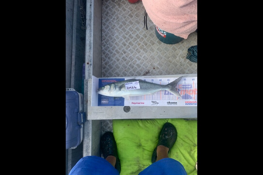 Sid Hepi caught this 49.0cm Kahawai at Northland during The Hirepool Baitmates Fishing Comp