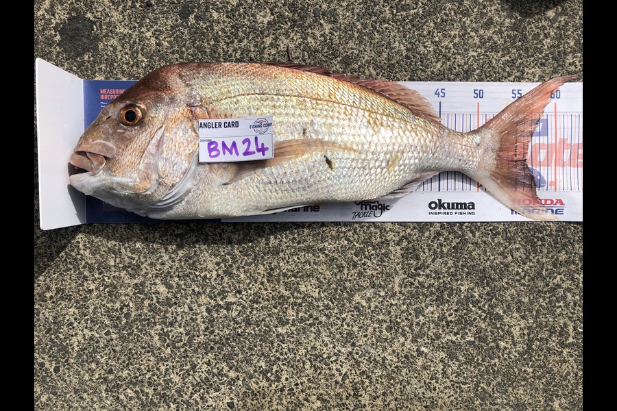 Nikki Tate caught this 56.5cm Snapper at Northland during The Hirepool Baitmates Fishing Comp