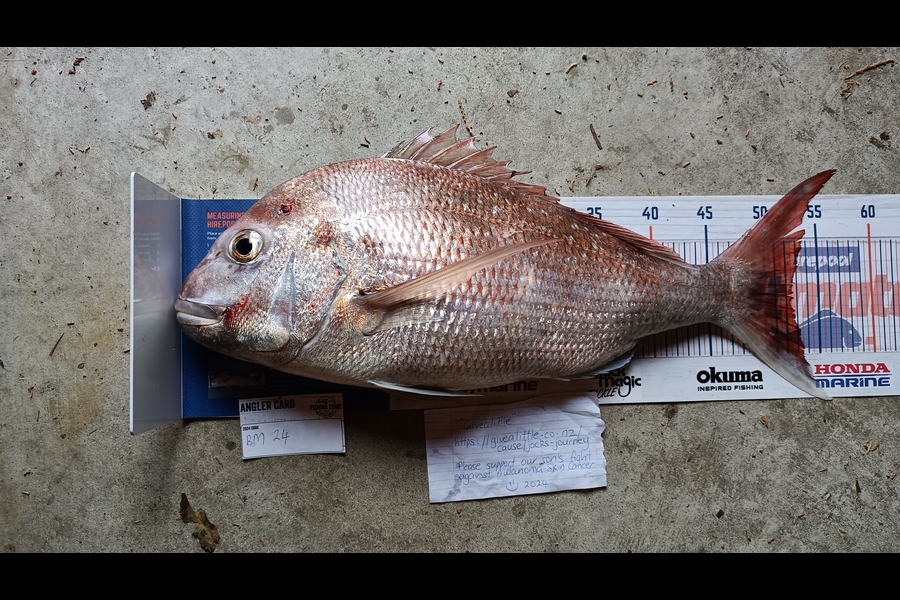 Tracy Holland caught this 52.5cm Snapper at Nelson/Marlborough during The Hirepool Baitmates Fishing Comp