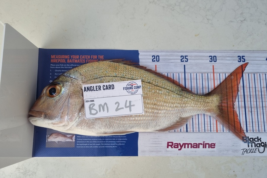 Henry Gujer caught this 33cm Snapper at Auckland during The Hirepool Baitmates Fishing Comp