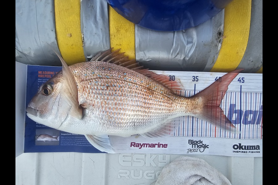 Frazer Hope caught this 40.5cm Snapper at Bay of Plenty during The Hirepool Baitmates Fishing Comp