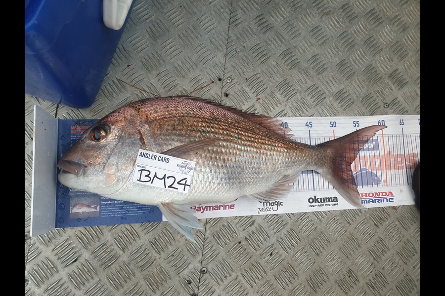 Kirsty Simmonds caught this 53.0cm Snapper at Bay of Plenty during The Hirepool Baitmates Fishing Comp