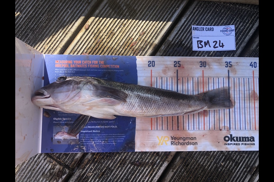 Andrew Froome caught this 35.0cm Blue Cod at Taranaki during The Hirepool Baitmates Fishing Comp