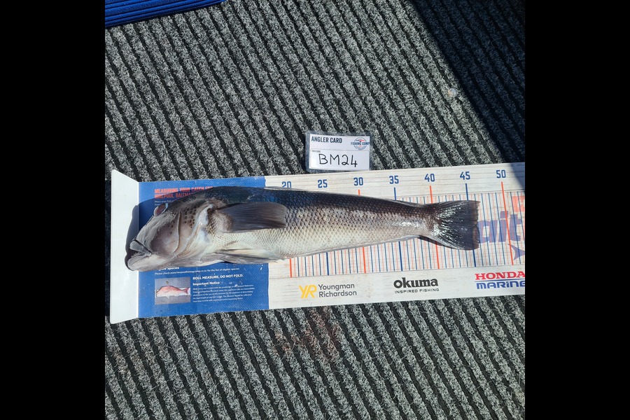 Jacqui Law caught this 46.0cm Blue Cod at Taranaki during The Hirepool Baitmates Fishing Comp