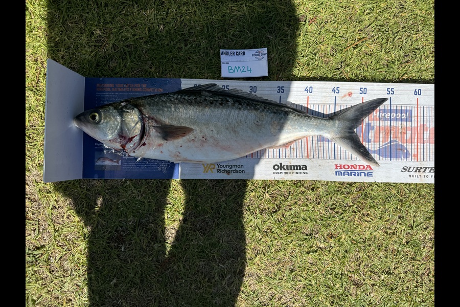 Rory Atkinson caught this 48.5cm Kahawai at Bay of Plenty during The Hirepool Baitmates Fishing Comp