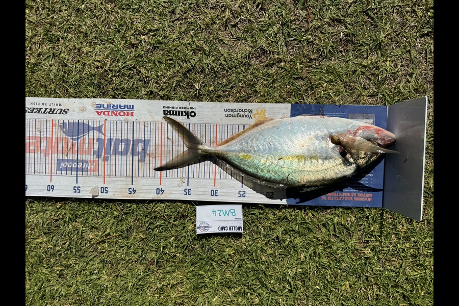 Rory Atkinson caught this 35.0cm Trevally at Bay of Plenty during The Hirepool Baitmates Fishing Comp