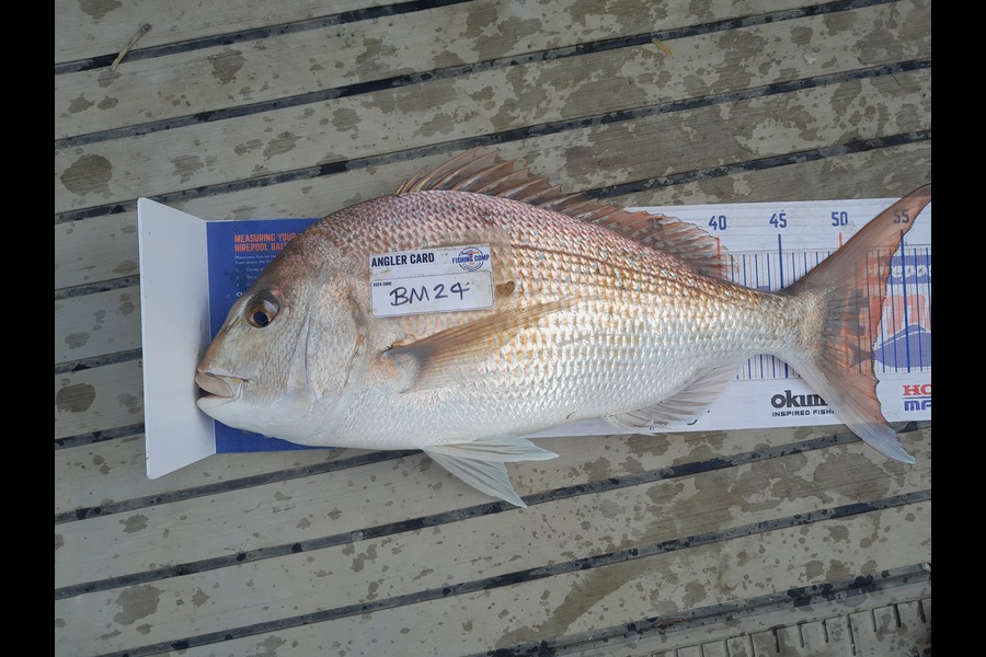 Cory Bellamy caught this 52.0cm Snapper at Northland during The Hirepool Baitmates Fishing Comp