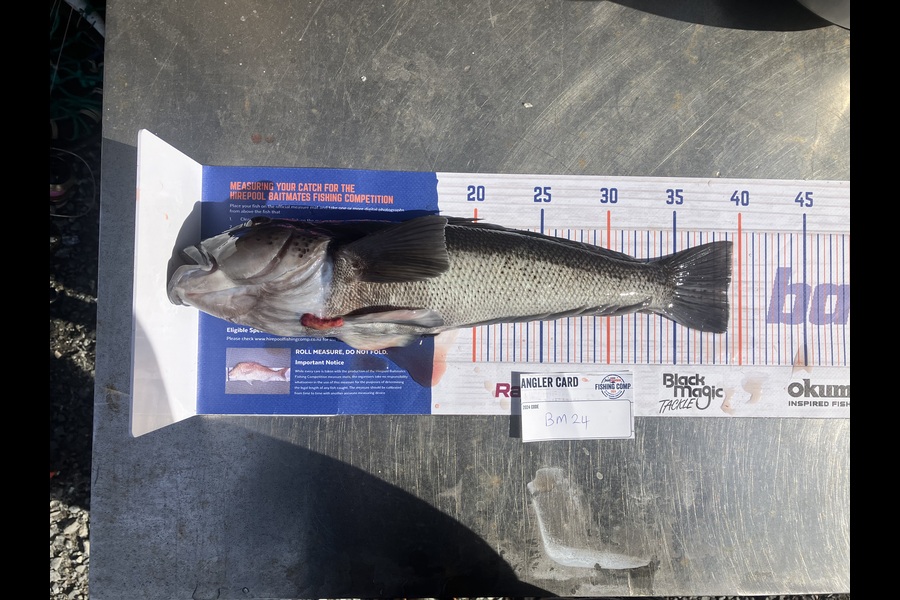 Douglas Hendry caught this 39.0cm Blue Cod at Southland during The Hirepool Baitmates Fishing Comp