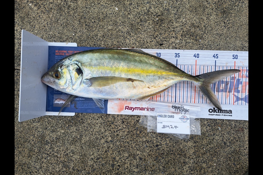Harry Kovacs caught this 43.5cm Trevally at Wellington during The Hirepool Baitmates Fishing Comp