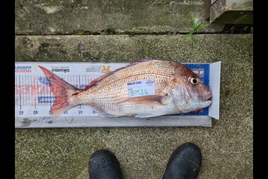 Blake Harris caught this 53.5cm Snapper at Taranaki during The Hirepool Baitmates Fishing Comp
