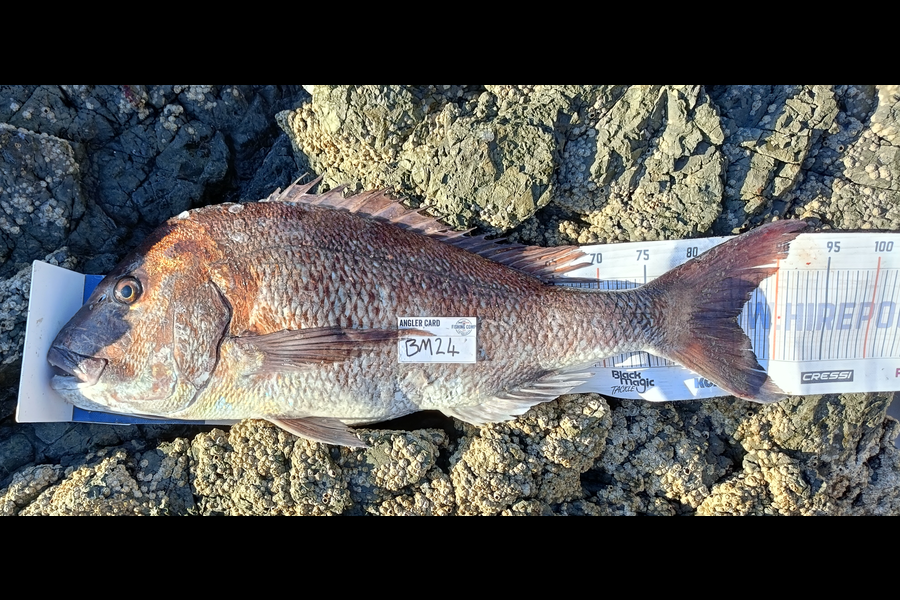 Joel Davies caught this 84.5cm Snapper at Northland during The Hirepool Baitmates Fishing Comp