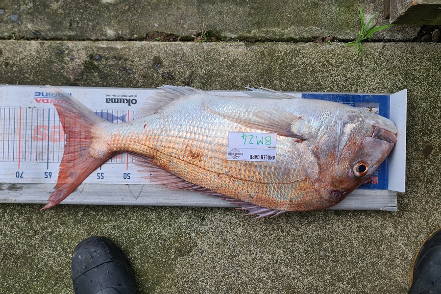 Bevan Harris caught this 61.5cm Snapper at Taranaki during The Hirepool Baitmates Fishing Comp