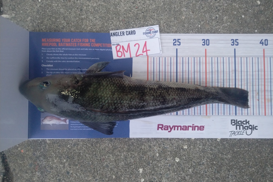 Luke Bryant  caught this 37.0cm Blue Cod at Wellington during The Hirepool Baitmates Fishing Comp