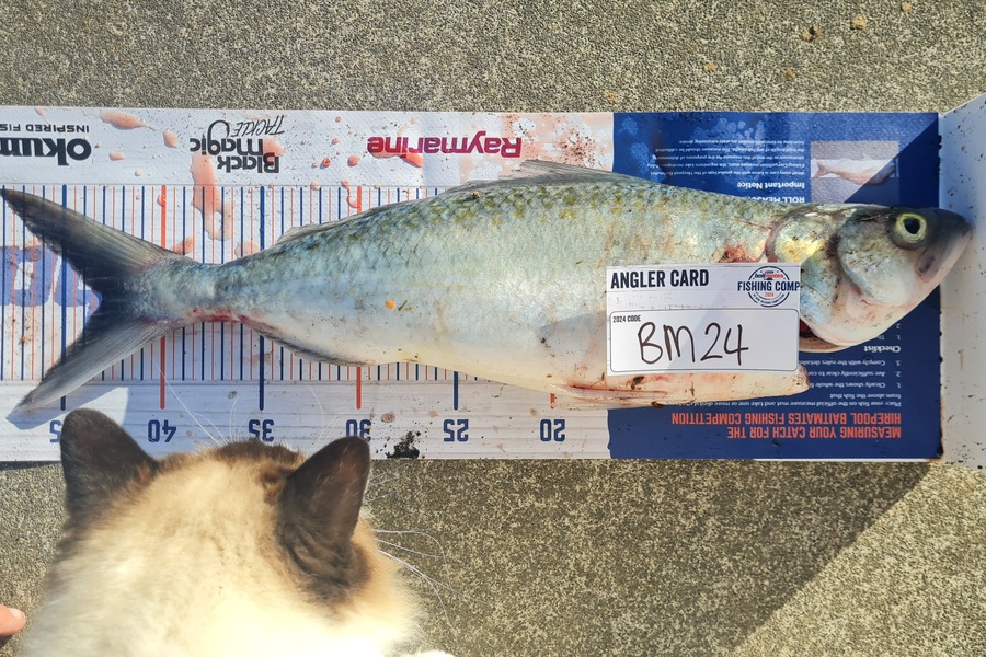 Kaydin Barton caught this 43.0cm Kahawai at Taranaki during The Hirepool Baitmates Fishing Comp