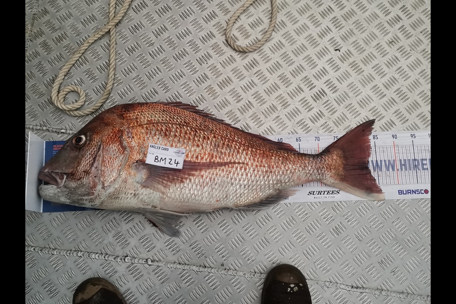 Ben Gibson caught this 82.5cm Snapper at Taranaki during The Hirepool Baitmates Fishing Comp