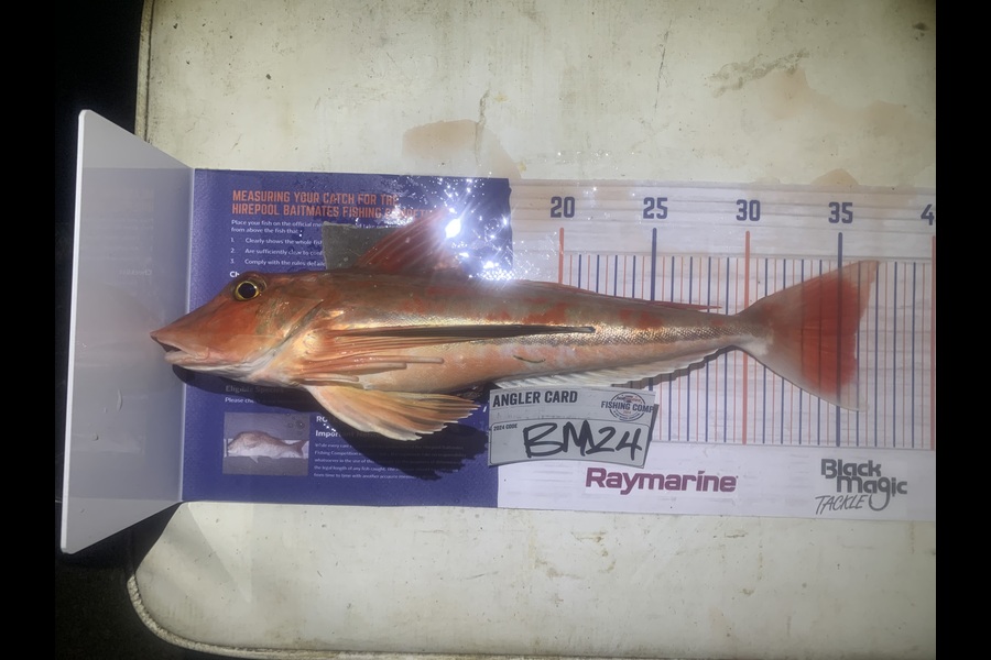 Josh Bolton caught this 35.5cm Gurnard at Wellington during The Hirepool Baitmates Fishing Comp