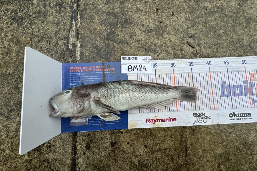 Hunter Schroeder caught this 35.5cm Blue Cod at Nelson/Marlborough during The Hirepool Baitmates Fishing Comp
