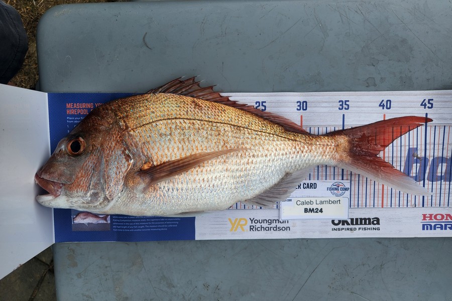 Caleb Lambert caught this 39.0cm Snapper at Northland during The Hirepool Baitmates Fishing Comp