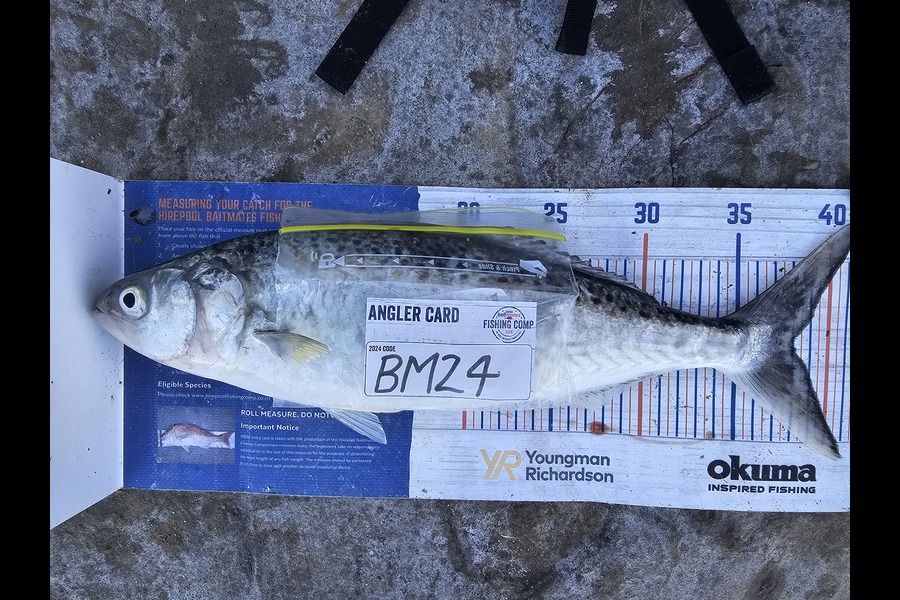 Troy Rae-Royle caught this 38.0cm Kahawai at Auckland during The Hirepool Baitmates Fishing Comp