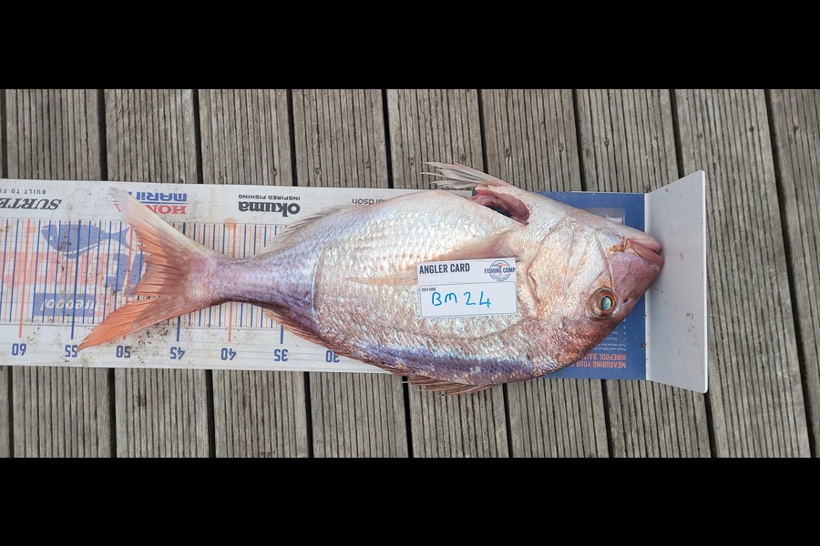 Goldy Schreuder caught this 48.5cm Snapper at Wellington during The Hirepool Baitmates Fishing Comp