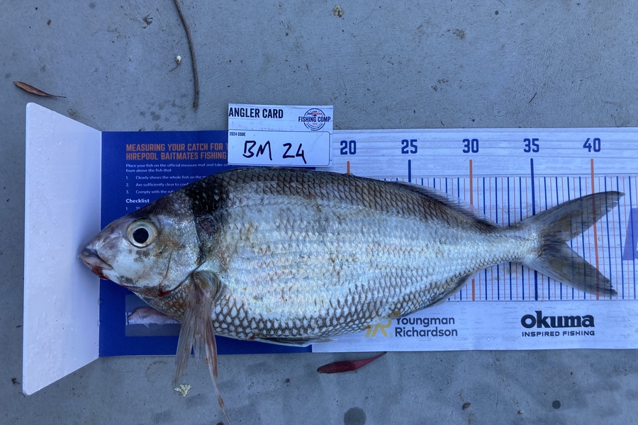 Hudson Murray caught this 37.5cm Tarakihi at Canterbury during The Hirepool Baitmates Fishing Comp