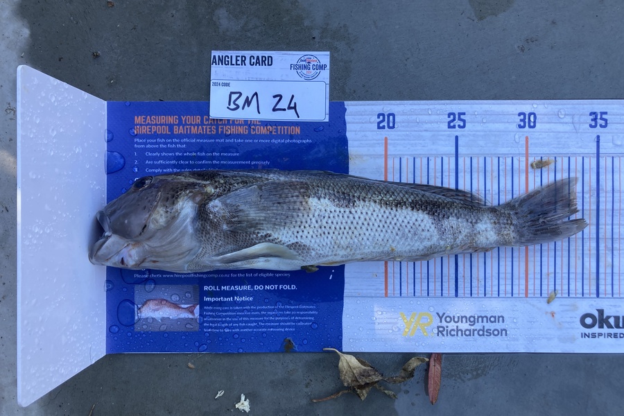 Hudson Murray caught this 33cm Blue Cod at Canterbury during The Hirepool Baitmates Fishing Comp