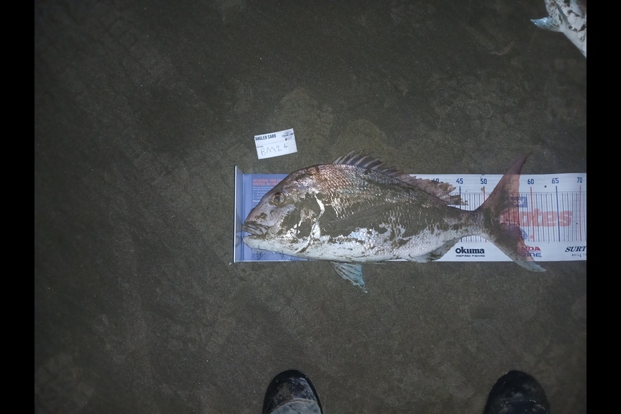 Bryce Taylor caught this 57.0cm Snapper at Northland during The Hirepool Baitmates Fishing Comp