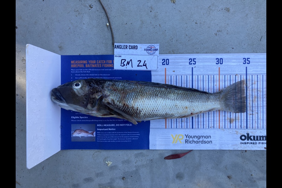 Jason Murray caught this 34.5cm Blue Cod at Canterbury during The Hirepool Baitmates Fishing Comp