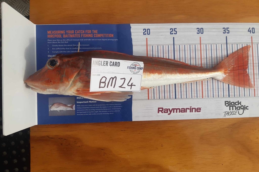 Jason Bennett caught this 38.5cm Gurnard at Hawkes Bay during The Hirepool Baitmates Fishing Comp
