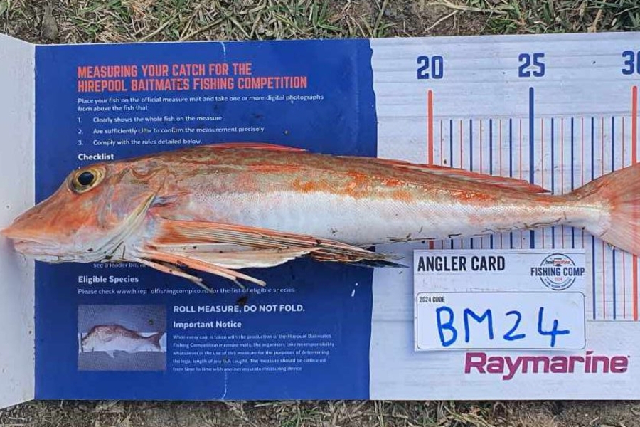 Kobi Ireland caught this 32.5cm Gurnard at Nelson/Marlborough during The Hirepool Baitmates Fishing Comp