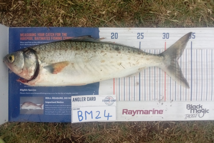 Kobi Ireland caught this 32.0cm Kahawai at Nelson/Marlborough during The Hirepool Baitmates Fishing Comp