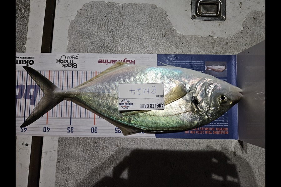 Michael Hoggard caught this 40.5cm Trevally at Bay of Plenty during The Hirepool Baitmates Fishing Comp