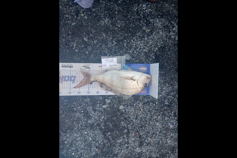 Jayden Mills caught this 37.5cm Snapper at Wairarapa
 during The Hirepool Baitmates Fishing Comp