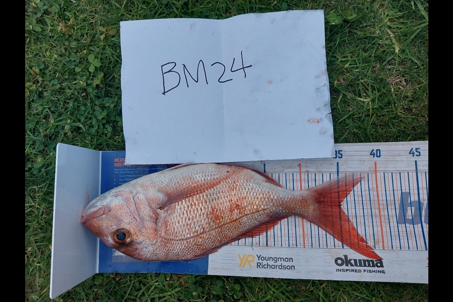 Edwin Tienzo caught this 35.0cm Snapper at Northland during The Hirepool Baitmates Fishing Comp
