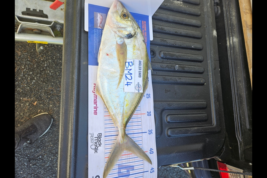 Paul Bunning caught this 39.0cm Trevally at Waikato during The Hirepool Baitmates Fishing Comp