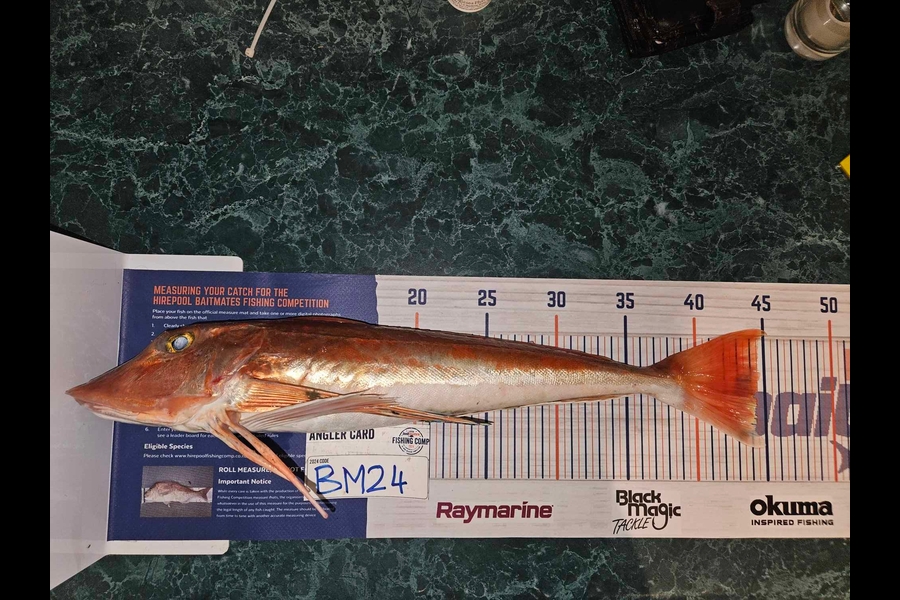 Donna Christian-Bunning caught this 44.0cm Gurnard at Waikato during The Hirepool Baitmates Fishing Comp